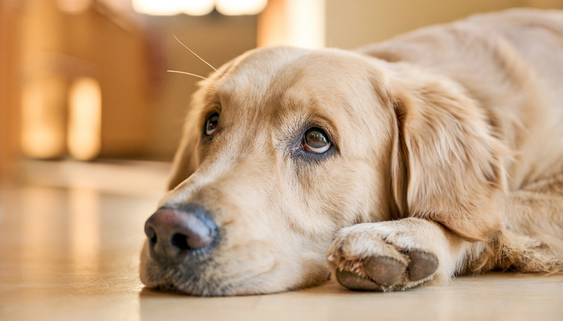 Signs Your Pet Is Bonded to You — Emotionally and Spiritually.
